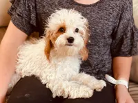 Cece, a female Cavapoo for sale in Bowling Green, MO – Photo 5 of 6