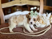 Cece, a female Cavapoo for sale in Bowling Green, MO – Photo 4 of 6