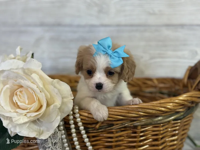 Cece – Cavapoo puppy for sale in Bowling Green, MO