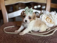 Cece, a female Cavapoo for sale in Bowling Green, MO – Photo 2 of 6