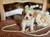 Cece, a female Cavapoo for sale in Bowling Green, MO – Photo 1 of 6