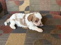 Braxton , a male Cavapoo and Cavalier King Charles Spaniel for sale in Bowling Green, MO – 4 of 4