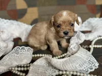Duke , a male Cavapoo and Cavalier King Charles Spaniel for sale in Bowling Green, MO – 3 of 3