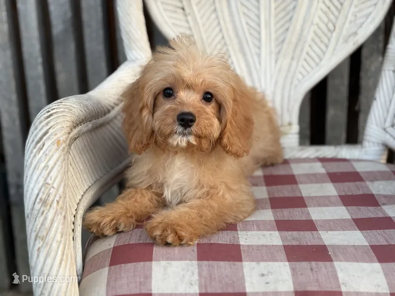 Charlie – Cavapoo, Cavalier King Charles Spaniel puppy for sale in Bowling Green, MO