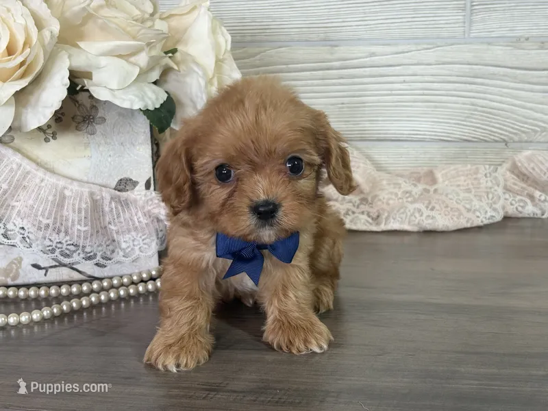 Mason  – Cavapoo, Cavalier King Charles Spaniel puppy for sale in Bowling Green, MO