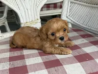 Mason , a male Cavapoo and Cavalier King Charles Spaniel for sale in Bowling Green, MO – 3 of 4