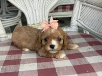 Lil Miss , a female Cavapoo and Cavalier King Charles Spaniel for sale in Bowling Green, MO – 3 of 6