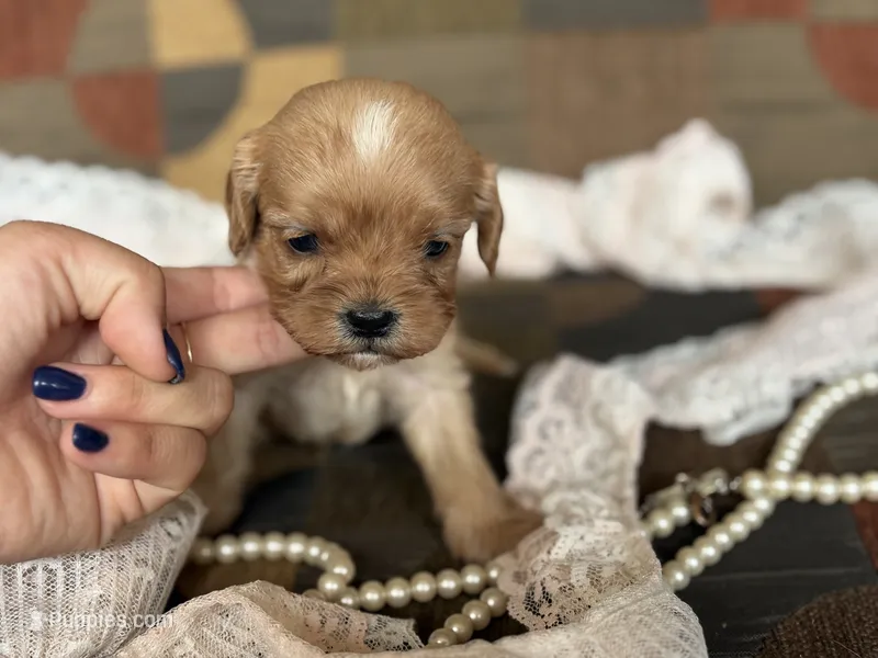 Duke  – Cavapoo, Cavalier King Charles Spaniel puppy for sale in Bowling Green, MO