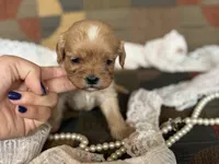 Duke , a male Cavapoo and Cavalier King Charles Spaniel for sale in Bowling Green, MO – 1 of 3