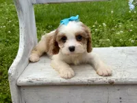 Lulu , a female Cavapoo for sale in Bowling Green, MO – 5 of 7