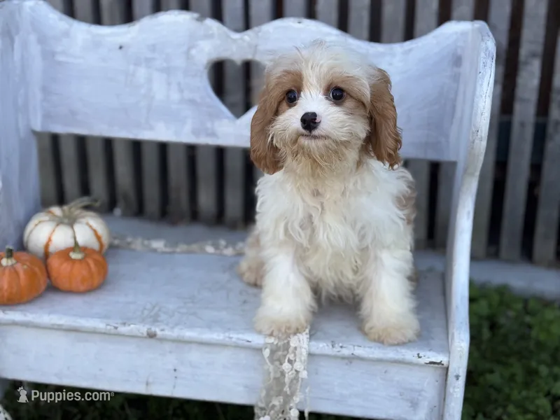 Braxton  – Cavapoo, Cavalier King Charles Spaniel puppy for sale in Bowling Green, MO