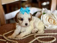 Coco, a female Cavapoo for sale in Bowling Green, MO – Photo 3 of 7