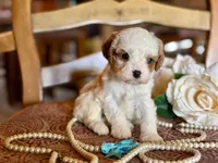 Coco, a female Cavapoo for sale in Bowling Green, MO – Photo 5 of 7