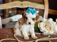 Coco, a female Cavapoo for sale in Bowling Green, MO – Photo 4 of 7