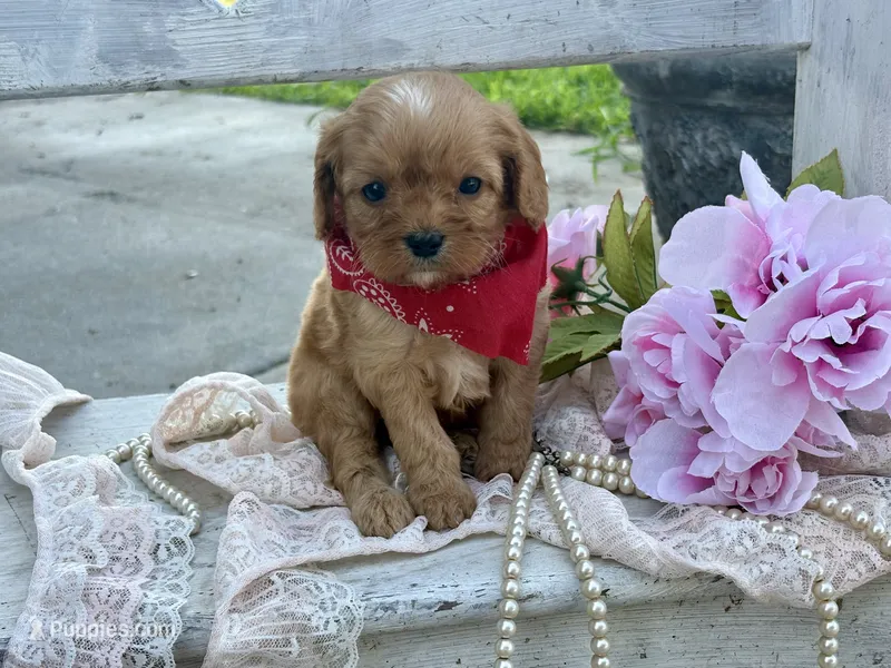 Oliver – Cavapoo, Cavalier King Charles Spaniel puppy for sale in Bowling Green, MO