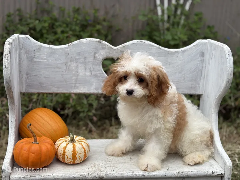 Riff  – Cavapoo, Cavalier King Charles Spaniel puppy for sale in Bowling Green, MO