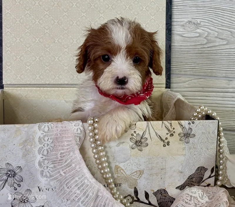 Milo – Cavapoo, Cavalier King Charles Spaniel puppy for sale in Bowling Green, MO