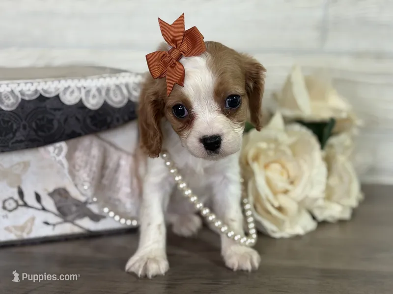 McKenzie  – Cavapoo, Cavalier King Charles Spaniel puppy for sale in Bowling Green, MO