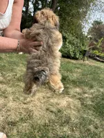 Churchill, a male Bichon Frise and Yorkshire Terrier for sale in Lexington, KY – 3 of 4