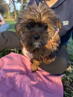 Cinnamon, a female Shih Tzu and Yorkshire Terrier for sale in Lexington, KY – Photo 1 of 5