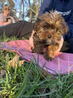 Cinnamon, a female Shih Tzu and Yorkshire Terrier for sale in Lexington, KY – Photo 3 of 5