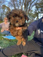 Cinnamon, a female Shih Tzu and Yorkshire Terrier for sale in Lexington, KY – Photo 2 of 5