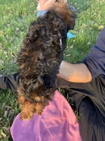 Cinnamon, a female Shih Tzu and Yorkshire Terrier for sale in Lexington, KY – Photo 5 of 5