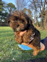 Cinnamon, a female Shih Tzu and Yorkshire Terrier for sale in Lexington, KY – Photo 4 of 5