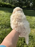 Cypress , a male Bichon Frise and Shih Tzu for sale in Lexington, KY – Photo 2 of 6