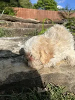 Cypress , a male Bichon Frise and Shih Tzu for sale in Lexington, KY – Photo 4 of 6