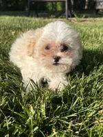 Cypress , a male Bichon Frise and Shih Tzu for sale in Lexington, KY – Photo 5 of 6
