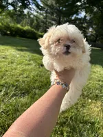 Cypress , a male Bichon Frise and Shih Tzu for sale in Lexington, KY – Photo 1 of 6