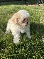 Cypress , a male Bichon Frise and Shih Tzu for sale in Lexington, KY – Photo 6 of 6