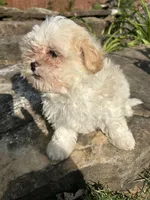 Cypress , a male Bichon Frise and Shih Tzu for sale in Lexington, KY – Photo 3 of 6