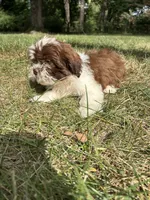 Chunky, a male Bichon Frise and Shih Tzu for sale in Lexington, KY – 5 of 5