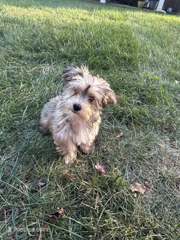 Winston  – Bichon Frise, Yorkshire Terrier puppy for sale in Lexington, KY