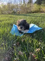 Peter, a male Bichon Frise and Shih Tzu for sale in Lexington, KY – Photo 4 of 4