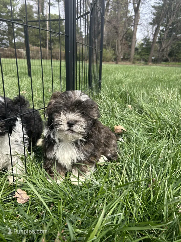Peter – Bichon Frise, Shih Tzu puppy for sale in Lexington, KY