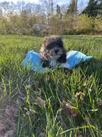 Peter, a male Bichon Frise and Shih Tzu for sale in Lexington, KY – Photo 1 of 4