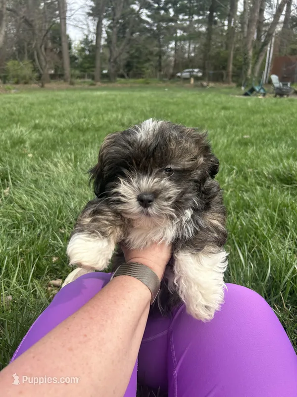 Peter – Bichon Frise, Shih Tzu puppy for sale in Lexington, KY