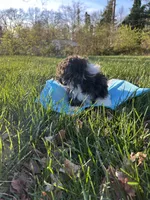 Peter, a male Bichon Frise and Shih Tzu for sale in Lexington, KY – Photo 2 of 4
