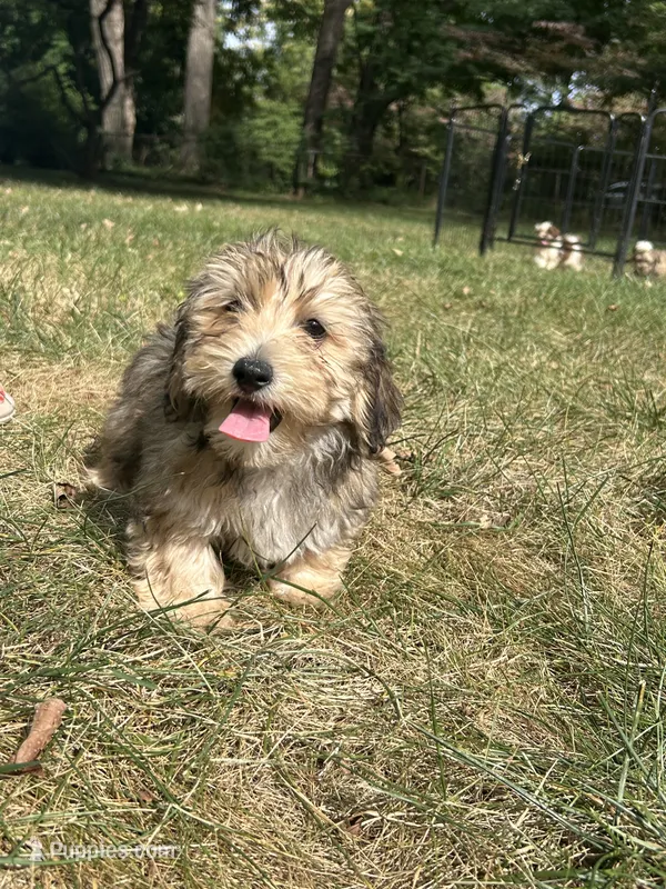 Winston  – Bichon Frise, Yorkshire Terrier puppy for sale in Lexington, KY