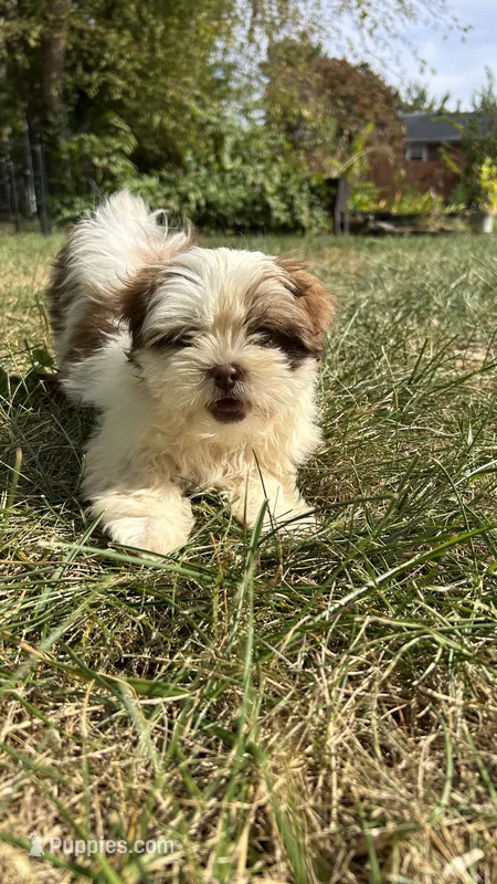 Twinkie – Bichon Frise, Shih Tzu puppy for sale in Lexington, KY