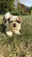 Twinkie, a female Bichon Frise and Shih Tzu for sale in Lexington, KY – 1 of 5
