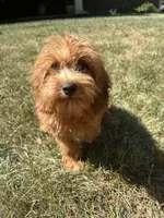 Weller, a male Cockapoo for sale in Lexington, KY – Photo 2 of 7