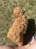 Weller, a male Cockapoo for sale in Lexington, KY – Photo 4 of 7