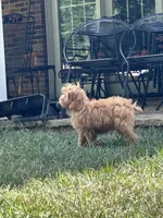 Weller, a male Cockapoo for sale in Lexington, KY – Photo 5 of 7