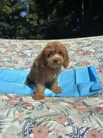 Weller, a male Cockapoo for sale in Lexington, KY – Photo 3 of 7