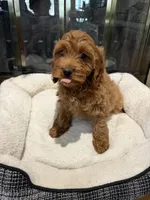 Ruby, a female Cockapoo for sale in Lexington, KY – Photo 7 of 10