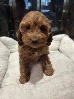 Ruby, a female Cockapoo for sale in Lexington, KY – Photo 5 of 10